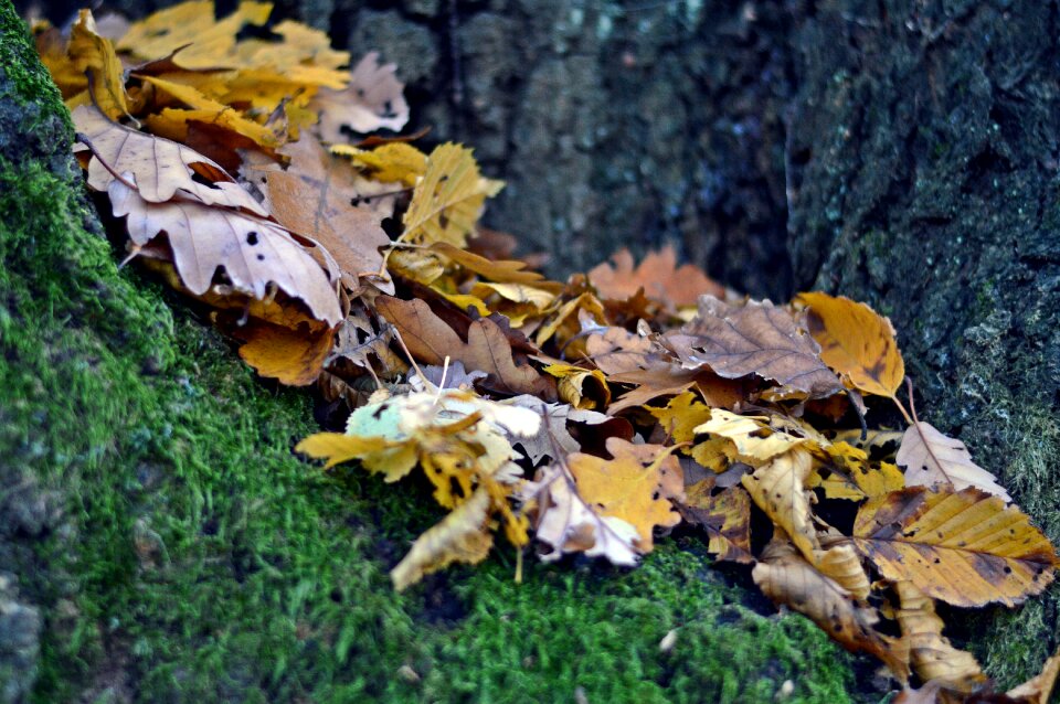 Nature country trees