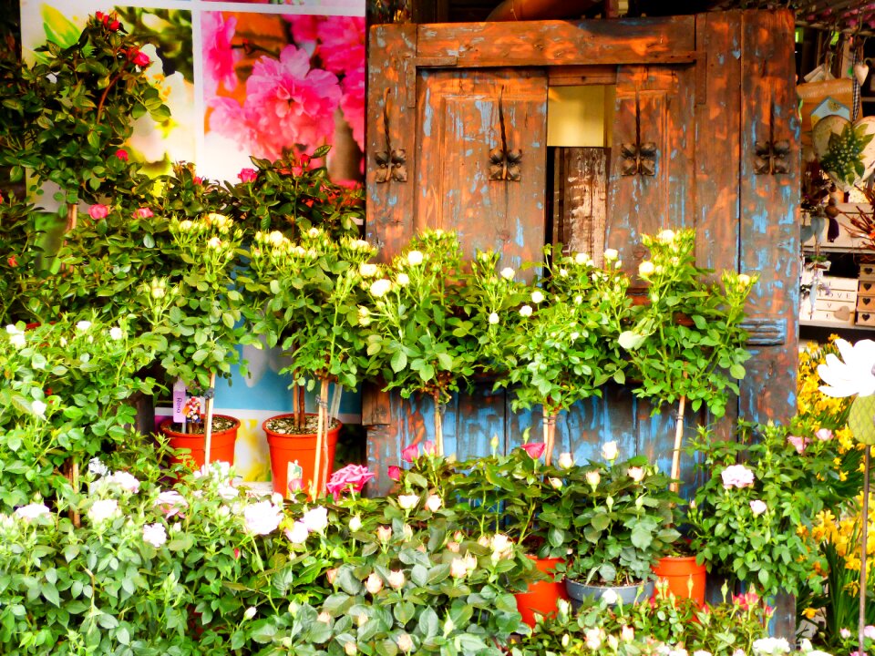 Rose color plant