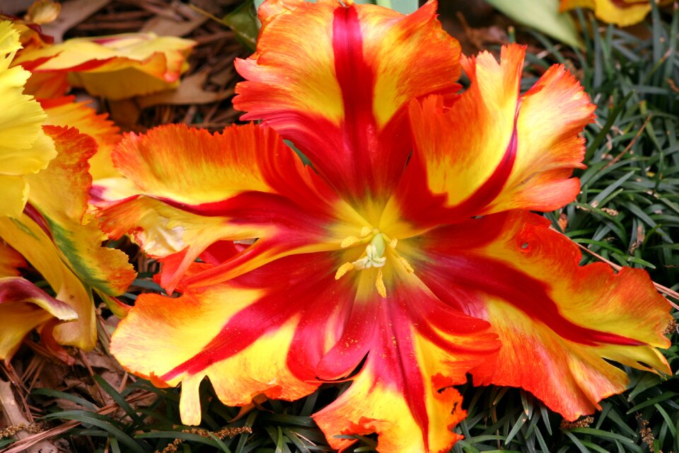 Yellow nature floral