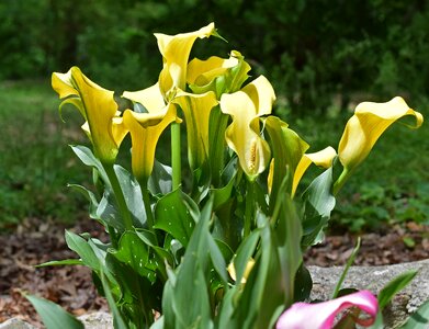 Bloom plant perennial photo