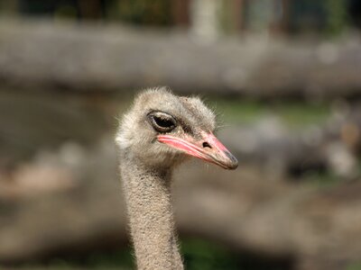 Zoo the head of the closeup