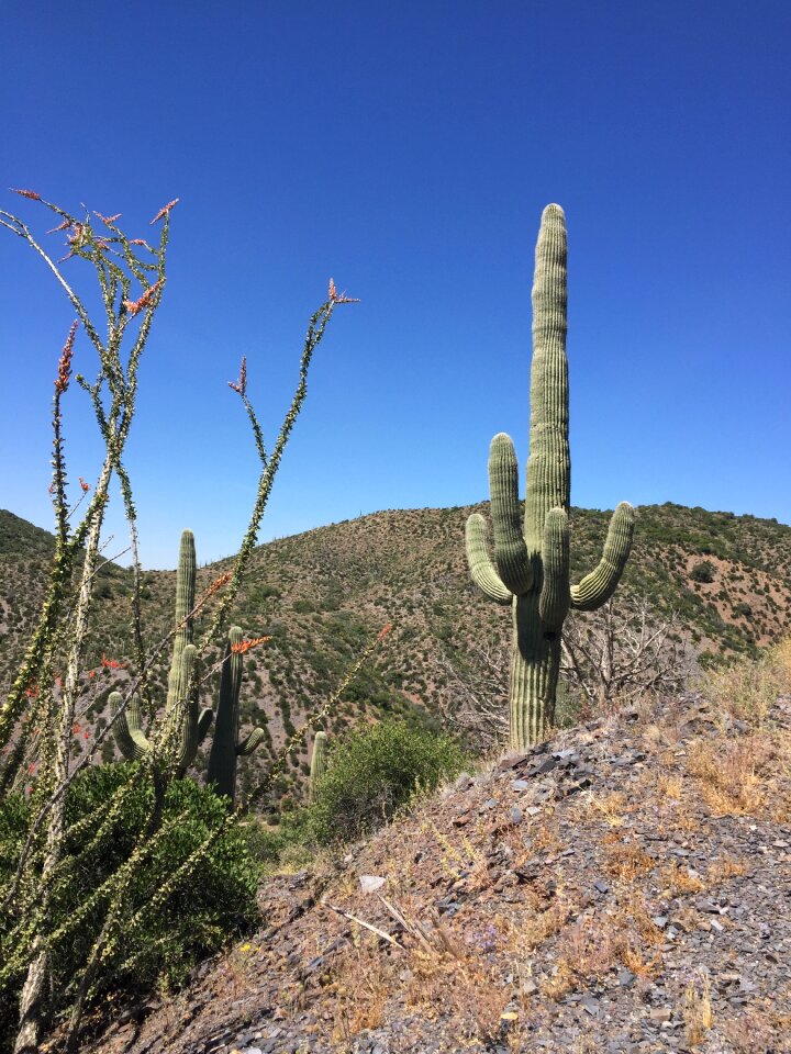 Landscape nature southwest photo