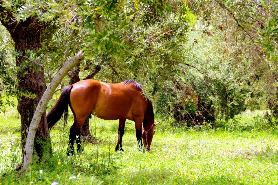 Pollino national park pasture animal