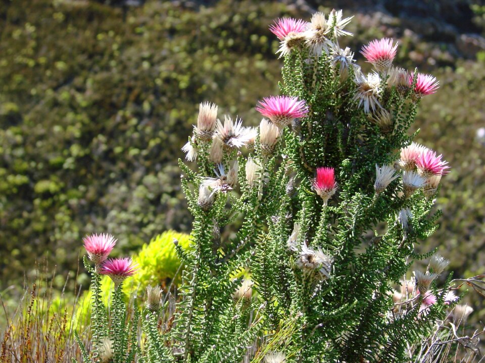 Hardy nature spring