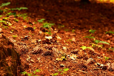 Tree ihličnan ground