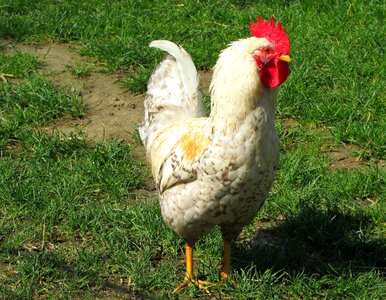 Plumage poultry chickens