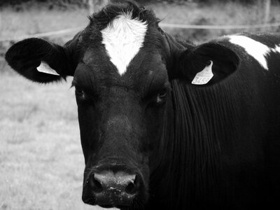 Cow portrait animals