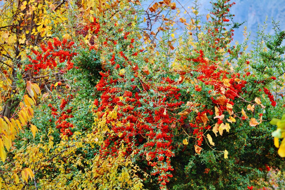 Season nature bright