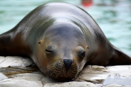 Up close closed eyes water photo