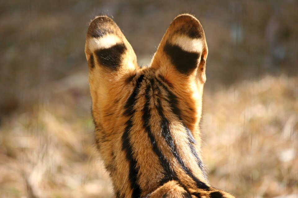 Wild wildlife mammal