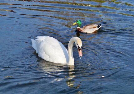 Animal white schwimmvogel