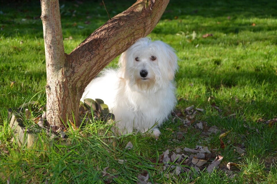 Female white fur animal