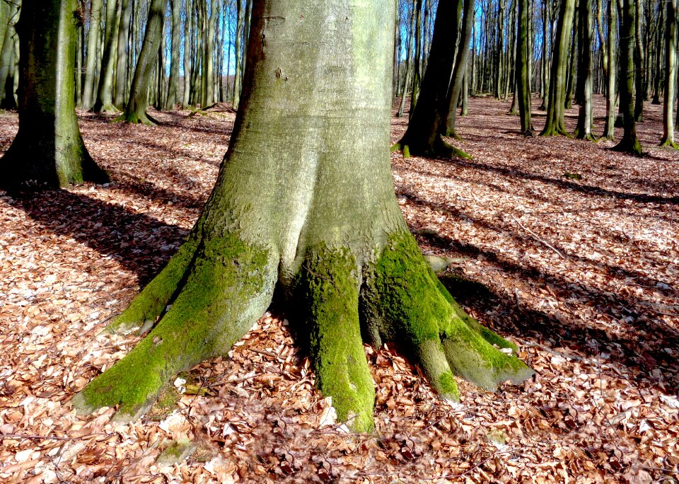 Mood nature spring