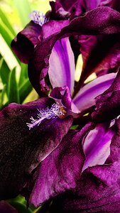 Macro flowers purple photo