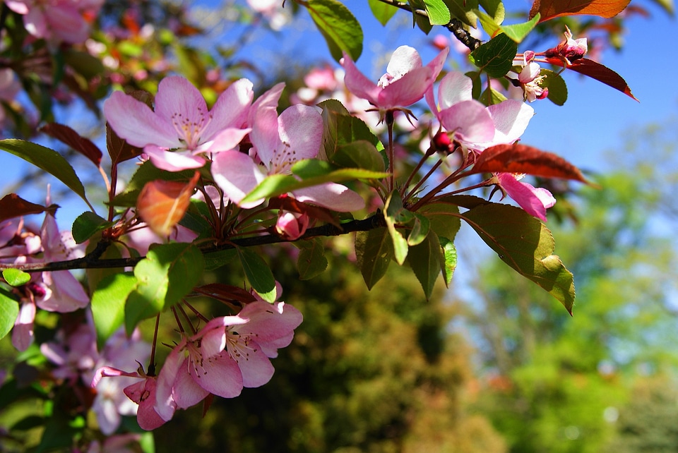 Spring garden nature