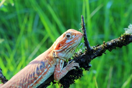 Reptile eye head photo