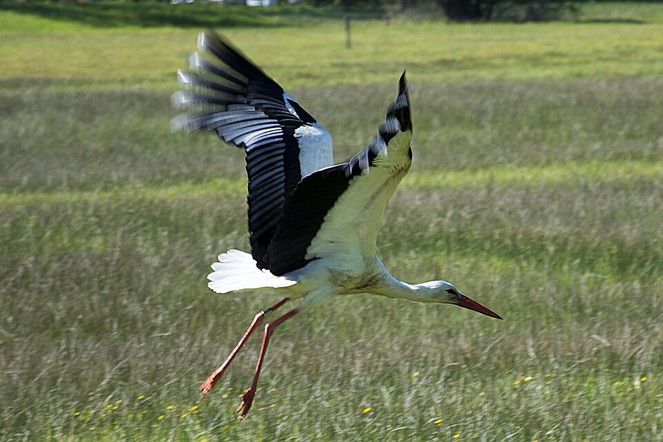 Bird rattle stork nature