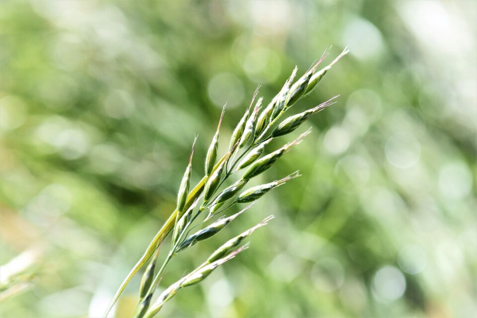 Grasses close up nature photo