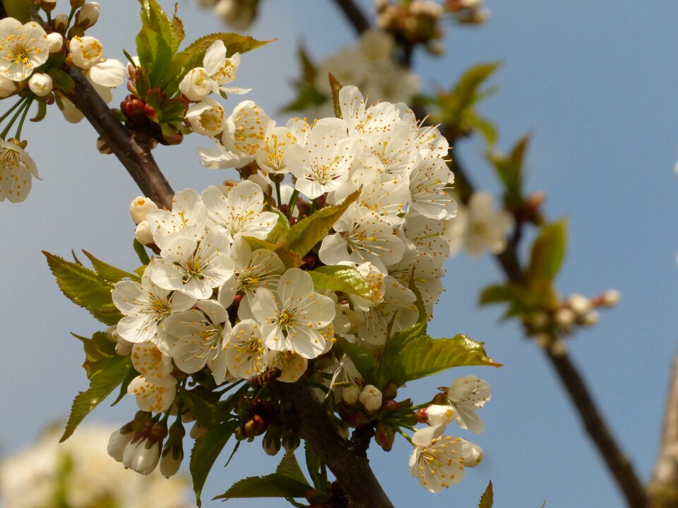Blossom white blossom tree