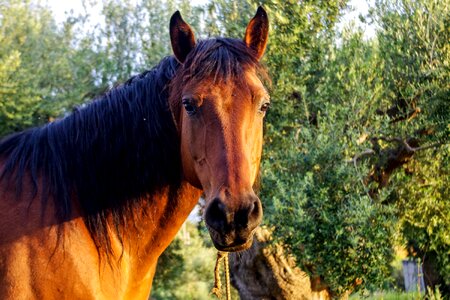 Pride stallion horses