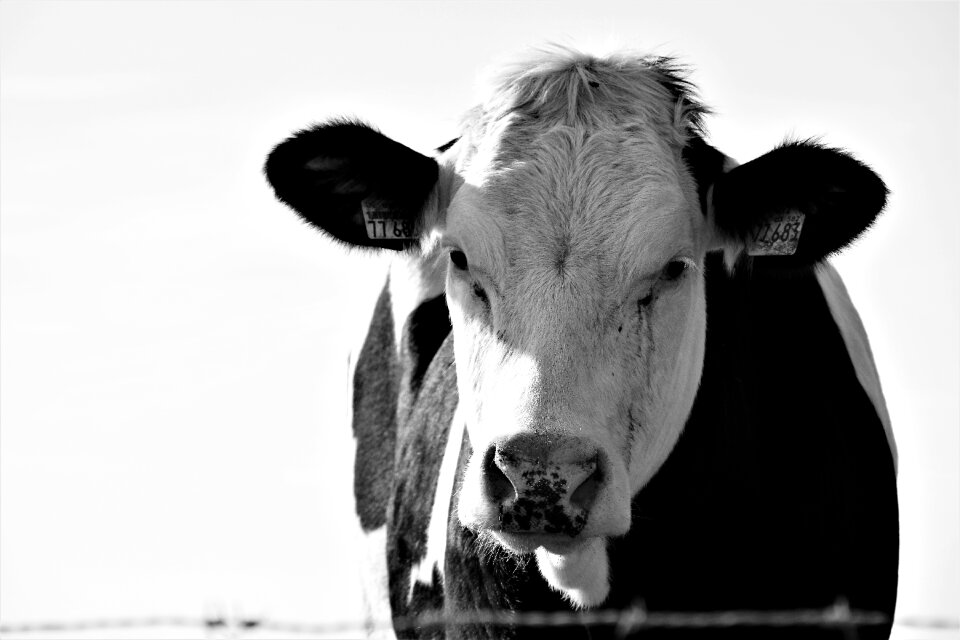 Cows animals pasture