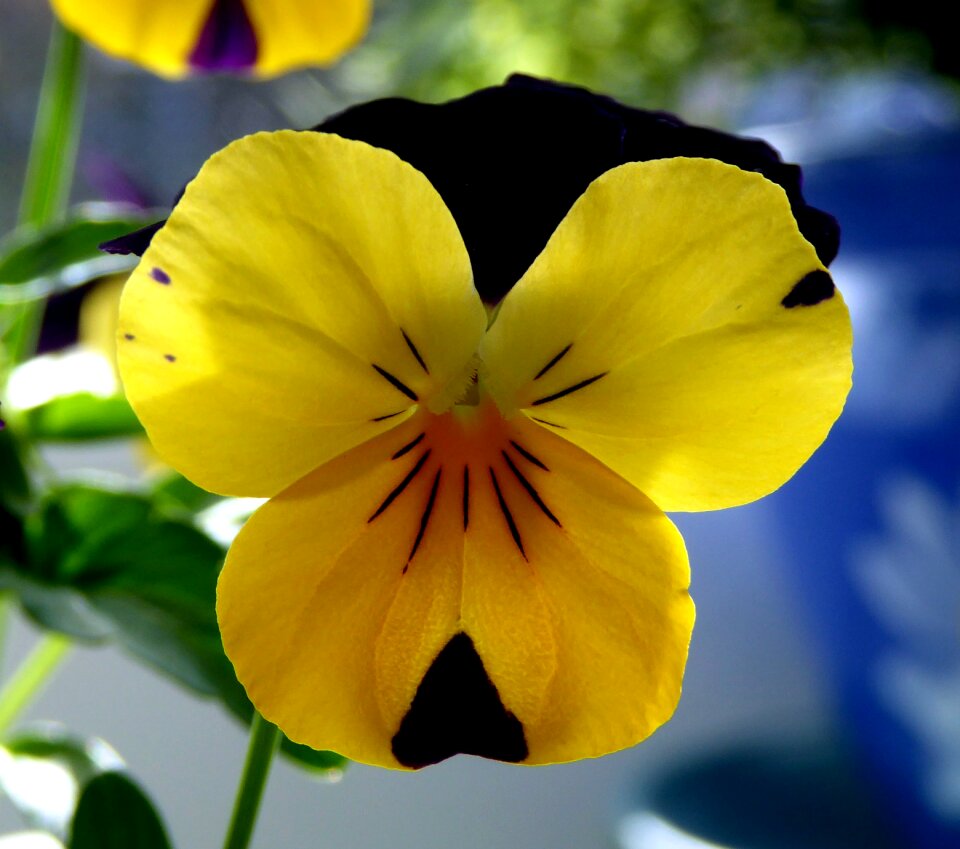 Bi color yellow blossom