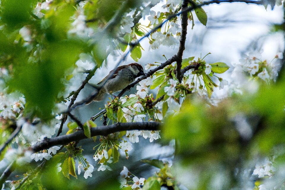 Close up plumage sparrows