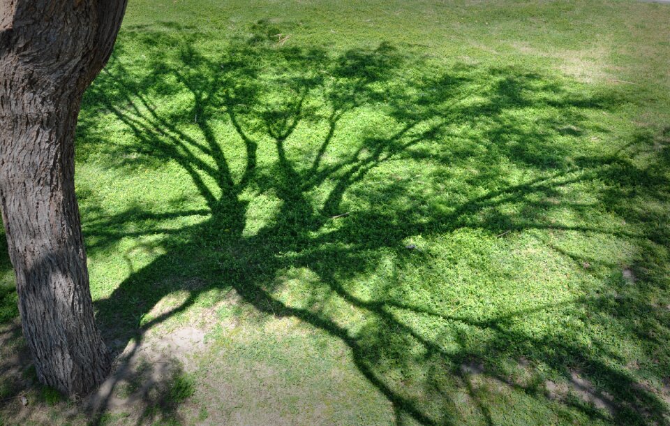 Shadows tree nature
