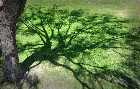 Shadows tree nature photo
