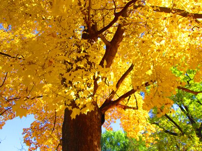 Autumn autumn colors yellow photo