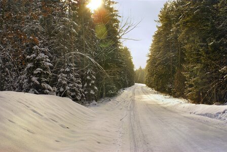 Snow frost coniferous photo