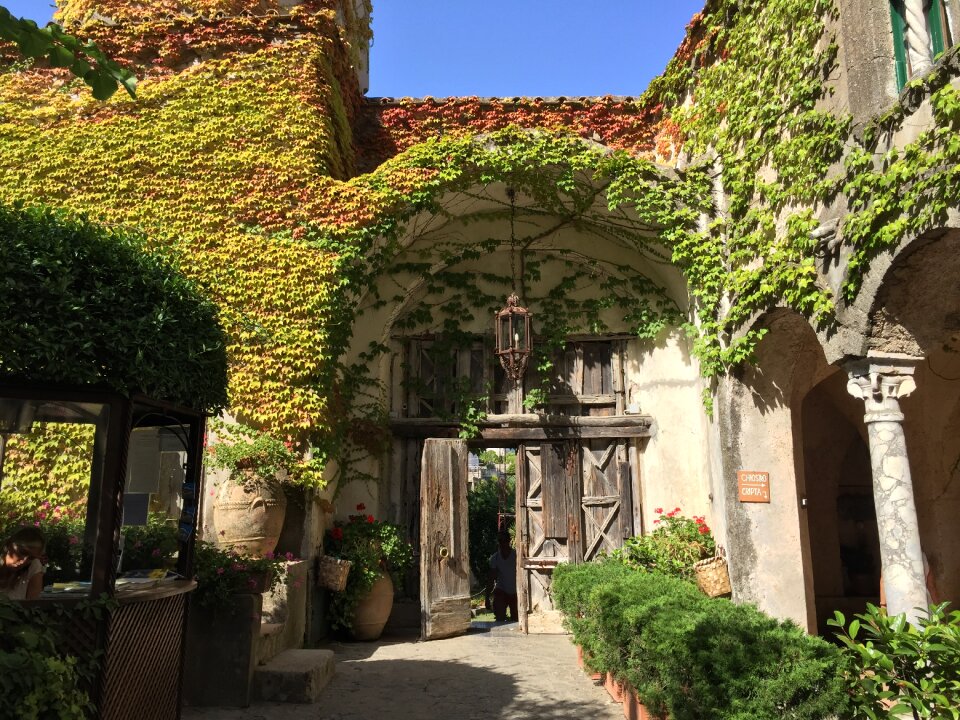 Climbing creeper vine