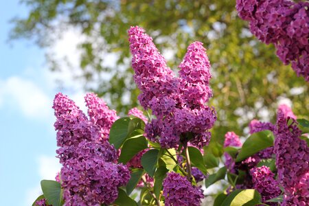 Flowers blooming branches photo