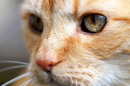 View cat's eyes green eyes