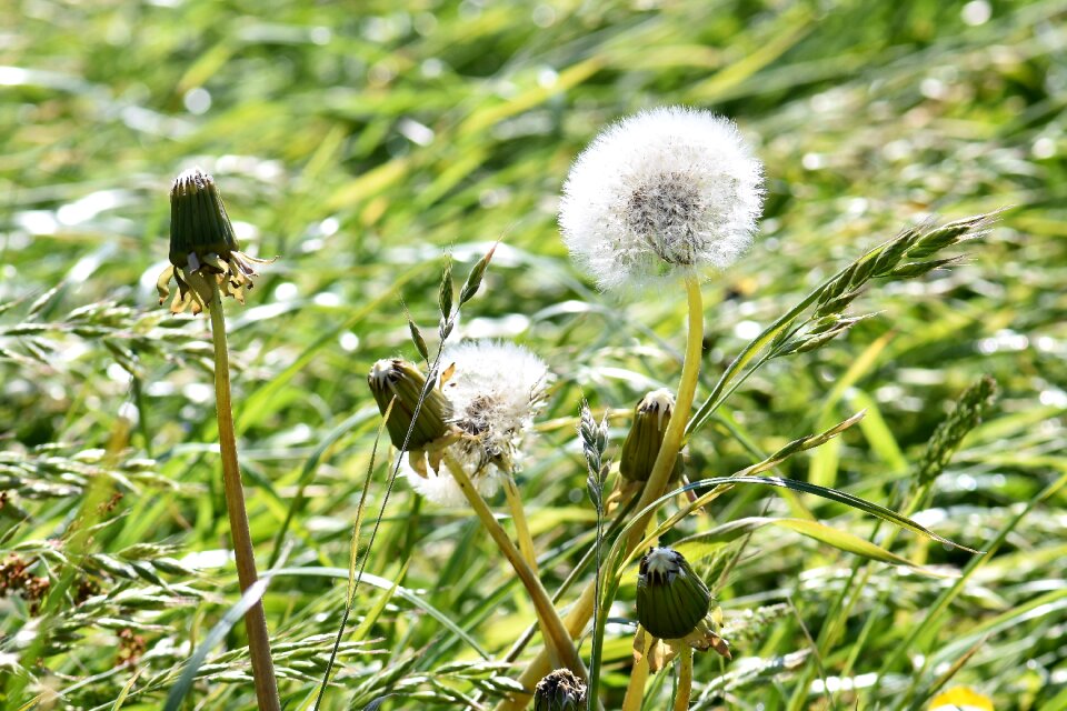 Pointed flower white grass