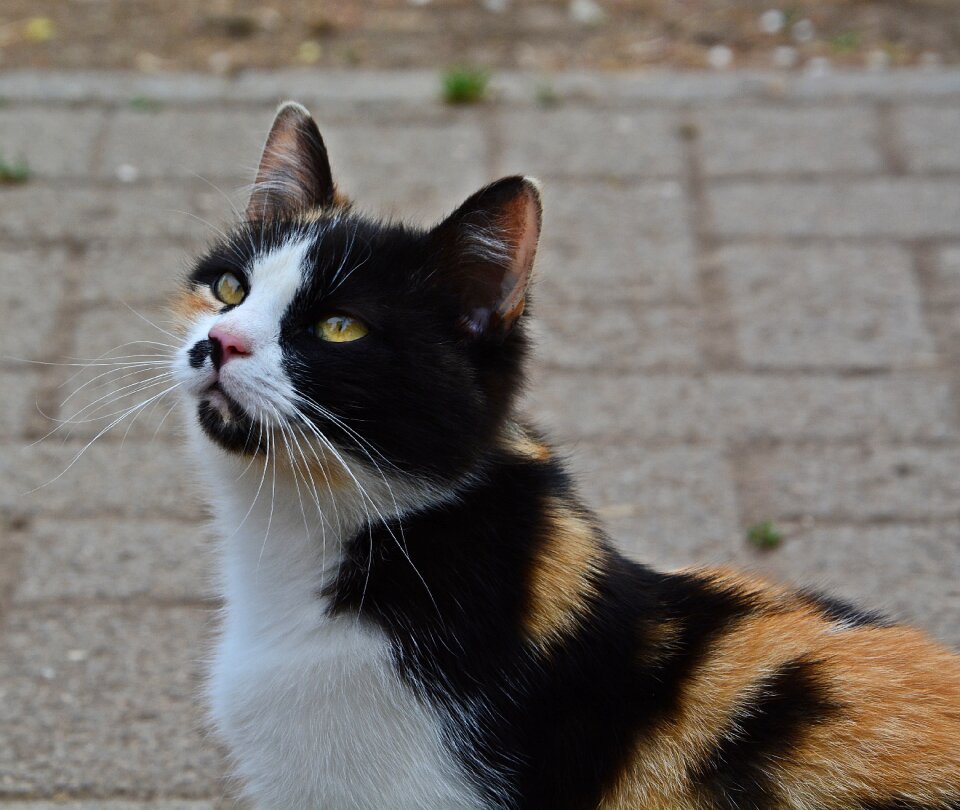 Cat motley animal