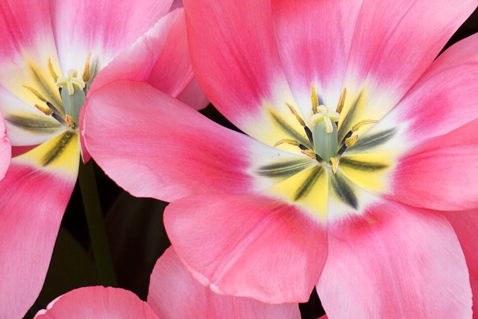 Spring flowers flowers spring