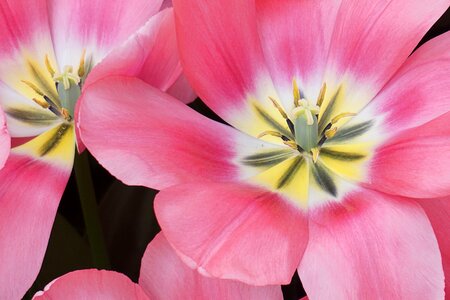 Spring flowers flowers spring