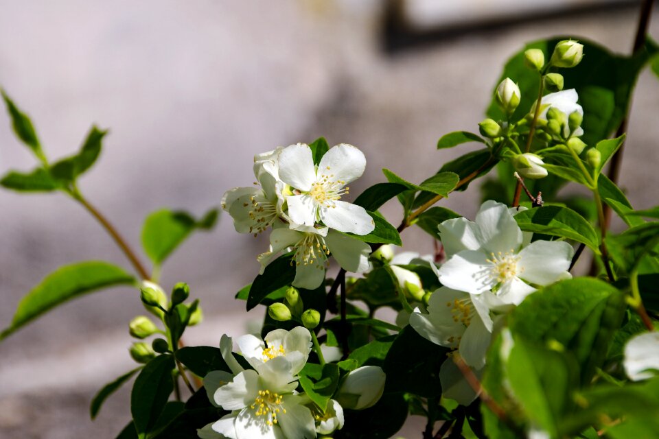 Shrub fiore d'angelo jasmine of the madonna