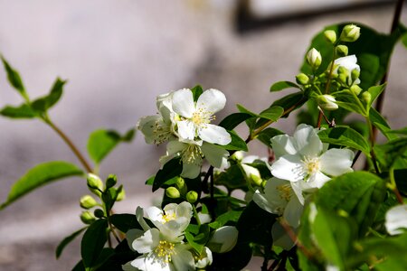 Shrub fiore d'angelo jasmine of the madonna