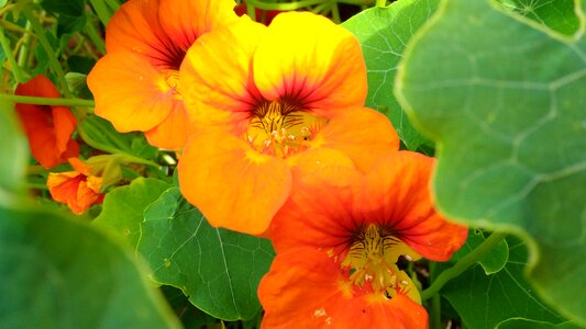 Background flowers leaves photo