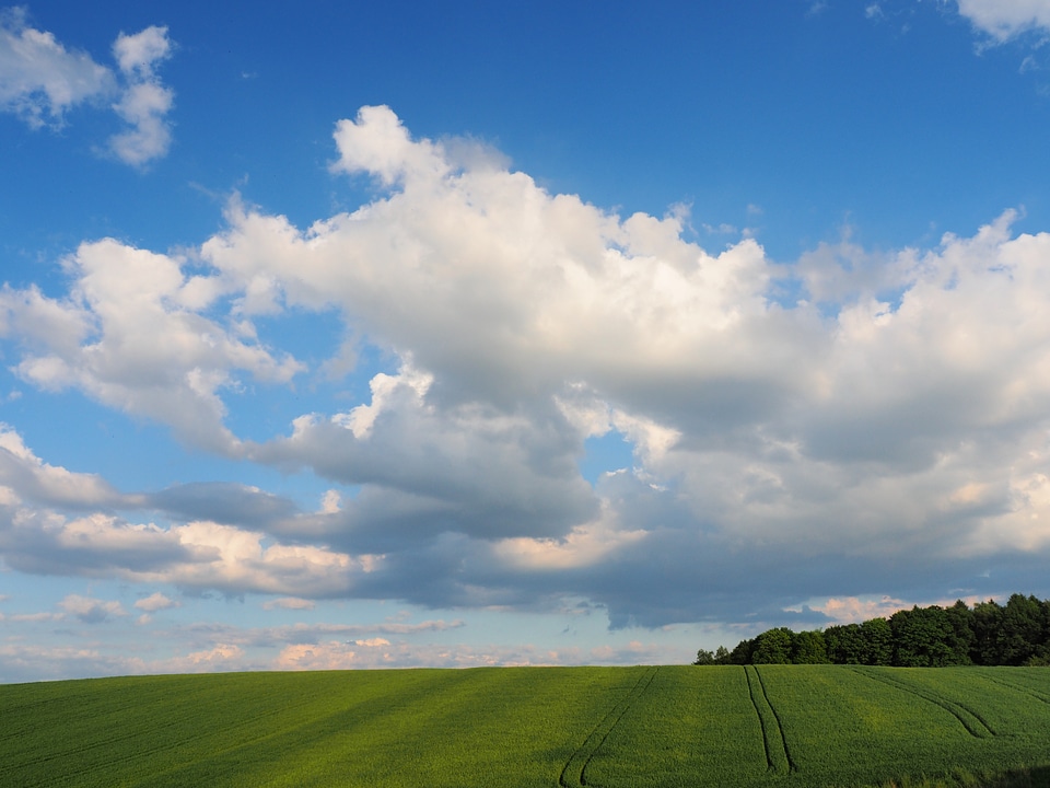 Field landscape grass