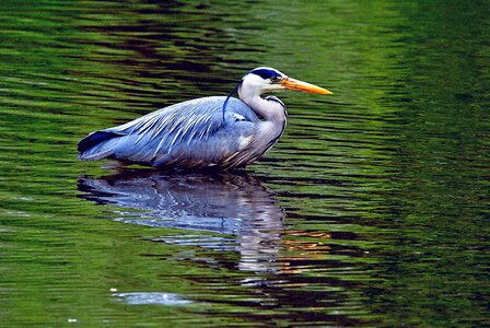 Wildlife ardea bird