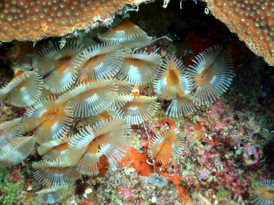 Sea underwater reefs