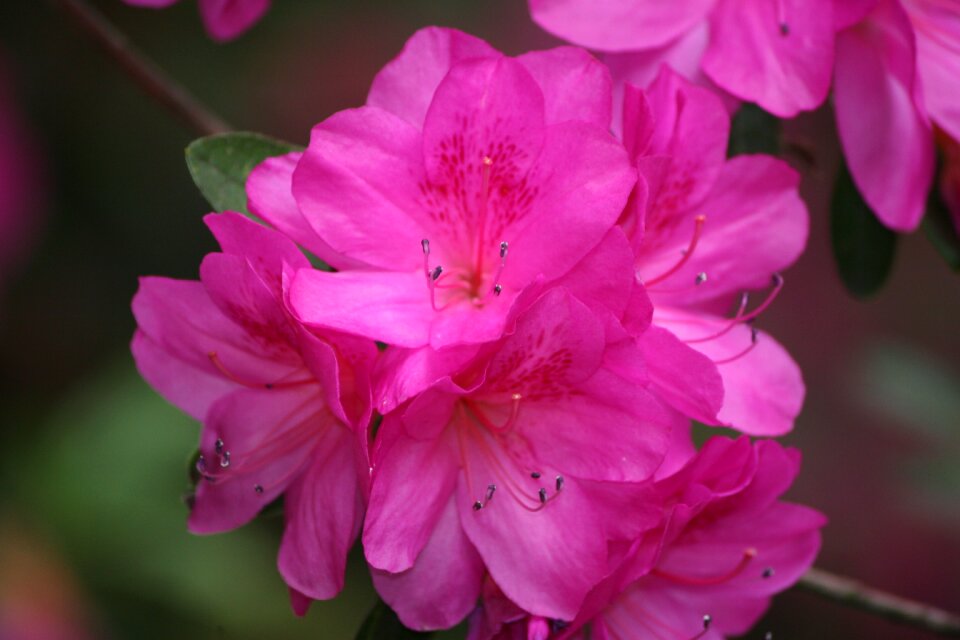 Spring summer nature