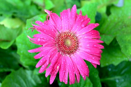 Gerber flower blossom