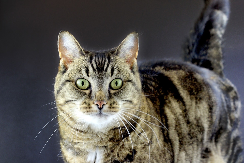 Feline furry soft fur