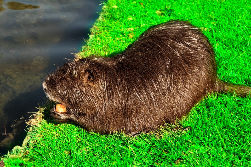 Water rat nature animal world