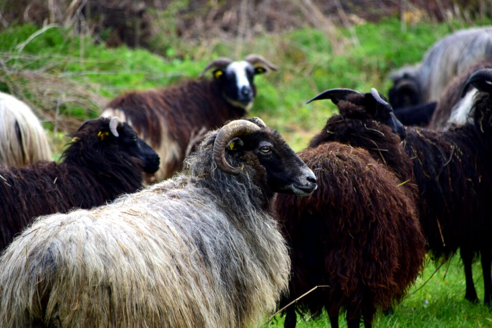 Flock animals meadow