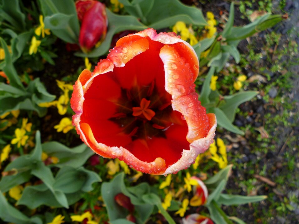 Luzern red stamens